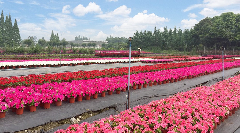 williamhill园林绿化维护