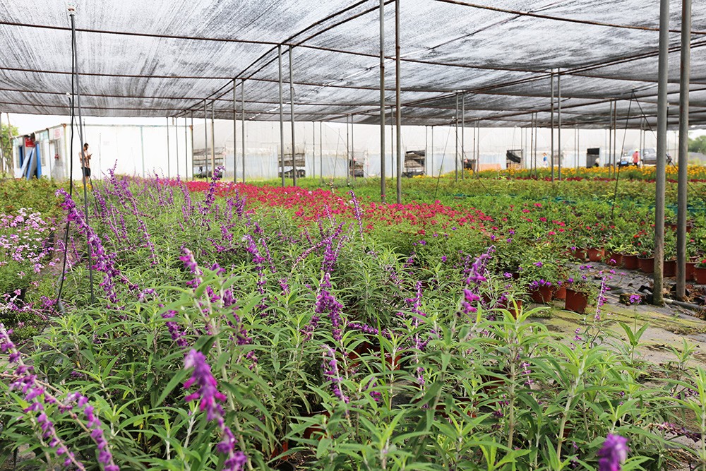 williamhill园林绿化维护